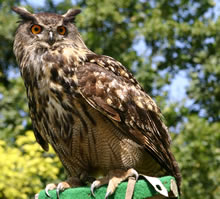 Neu Geist Deutschland